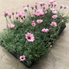 RHODANTHEMUM 13 CM ROSA VECKANS