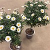 MARGURIT 19 CM STAM  VITA