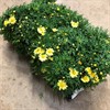 MARGURIT 11 CM GUL ENKEL DK 1X10