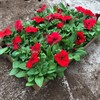 PETUNIA 8 CM RÖD MÅLSTA 1X24