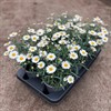 MARGURIT 14 CM VIT MÅLSTA 1X6