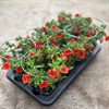 MILLION BELLS 12 CM ORANGE