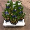 MUSCARI 12 CM BLÅ FRILLESÅS 1X12