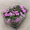 PERICALLIS 12 CM ROSA  1X8