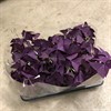 OXALIS 11 CM TRIANG. RÖDBLADIG 1X8