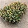 OXALIS 10 CM NORDLYS 1X15