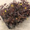 OXALIS 10 CM VULCANICOLA 1X15
