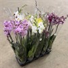 PHALAENOPSIS 12 CM MIX WOW-DEALS