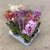 PHALAENOPSIS  7 CM MULTIFLORA MIX 1x12