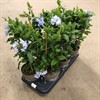 PLUMBAGO 15 CM AURICULATA BLUE 1X6