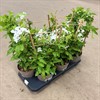 PLUMBAGO 15 CM INDICA VIT 1X6