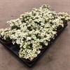 SAXIFRAGA  12 CM LIME VIT 1X12