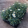 MARGURIT 11 CM CM VIT MÅLSTA