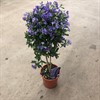SOLANUM 19 CM STAM RANTONNETII BLÅ 1X3
