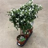 SOLANUM 19 CM STAM CHARLES WHITE
