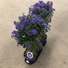 SOLANUM 19 CM STAM BLUE 1x3