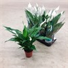 SPATHIPHYLLUM 13 CM PICO CUPIDO 1X8