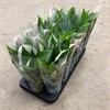 SPATHIPHYLLUM 9 CM 1X18