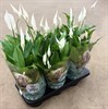 SPATHIPHYLLUM 15 CM PEARL CUPIDO 1X6