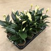 SPATHIPHYLLUM 10.5 CM  1X12