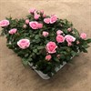 ROS  6 CM KUVERT ROSA 1X12