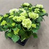 HORTENSIA 13 CM VIT DK 1X8