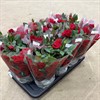 ROS 12 CM RÖDA 1X12