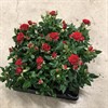 ROS  6 CM KUVERT RÖD 1X12
