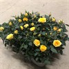 ROS  6 CM KUVERT GUL 1X12