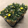 ROS 10,5 CM GUL 1x11