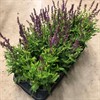 SALVIA 12 CM SYLVETRIS ROSA 1X8