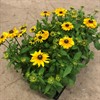 RUDBECKIA 13 CM  1X8