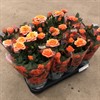 ROSOR ORANGE 1X11