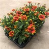 GAILLARDIA 14 CM SPIN TOP HALO