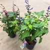 SALVIA 17 CM SALGOON MIX 1X6