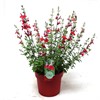 SALVIA 17 CM SALGOON MIX 1X6
