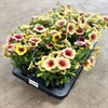 SURFINA 12 CM PEACH MELBA MÅLSTA