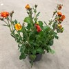 GEUM NEJLIK ROT 19 CM 1X1