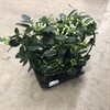 STEPHANOTIS 12 CM BÅGE  1X6