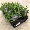 VERBENA 12 CM BONARIENSIS 1X12