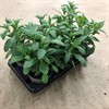 VERBENA 14 CM BONARIENSIS  FRILLESÅS 1x6
