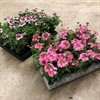 VERBENA 12 CM FRILLESÅS 1X8