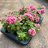 SURFINA 12 CM PINK RED VEIN MÅLSTA