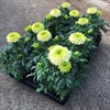 TAGETES BOLL 10,5 CM VANILLA MÅLSTA