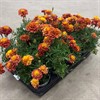 TAGETES 12 CM  ERECTA DK 1X12