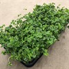 TRIFOLIUM 12 CM  1X10
