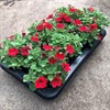 SURFINA 12 CM DEKKO RED MÅLSTA