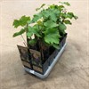 VITIS 15 CM SPULGA RÖD 1X10