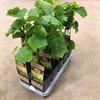 VITIS 15 CM ZILGA BLÅ 1X10