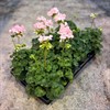 PELARGON 11 CM ZONALE AQVARELLO ROSA